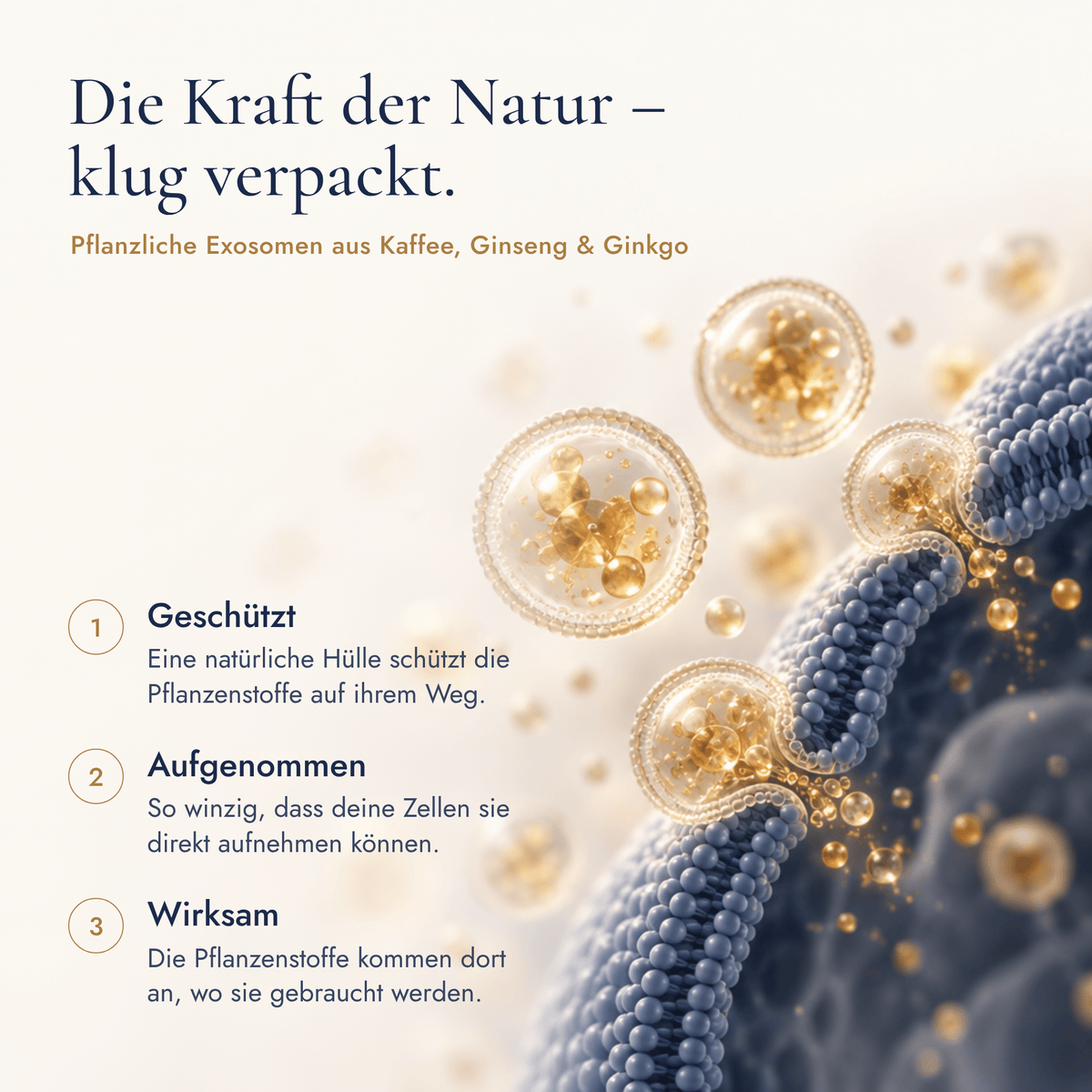 Alzeria® Memory Komplex - Doktor Health